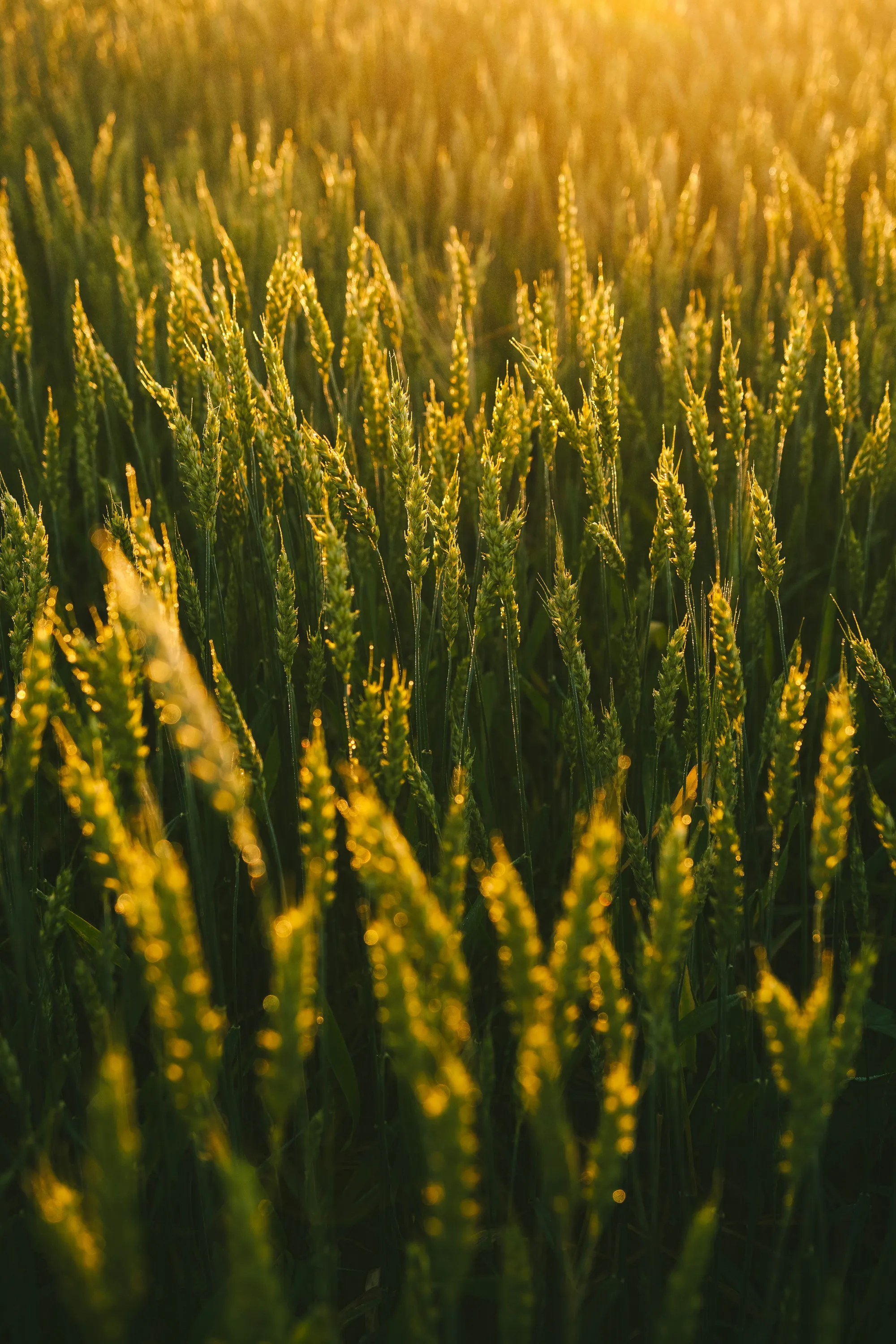Close-up of golden wheat ears in warm light
